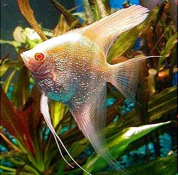 Angelfish - Albino Intense Gold - Small Angelfish - Albino Intense Gold - Small